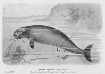 La Vache de mer de Steller, Rhytina Gigas